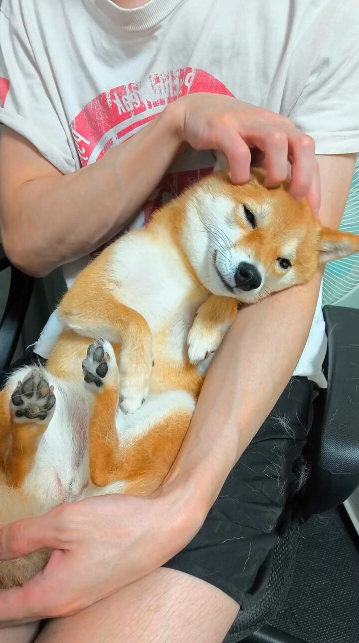 胃腸が弱い豆柴7点 My dog ​​had diarrhea so I rushed to the hospital. - YouTube