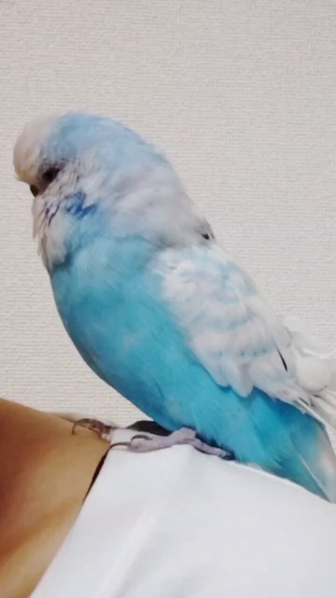 インコのたもんさん (@TAMONN2018) / X