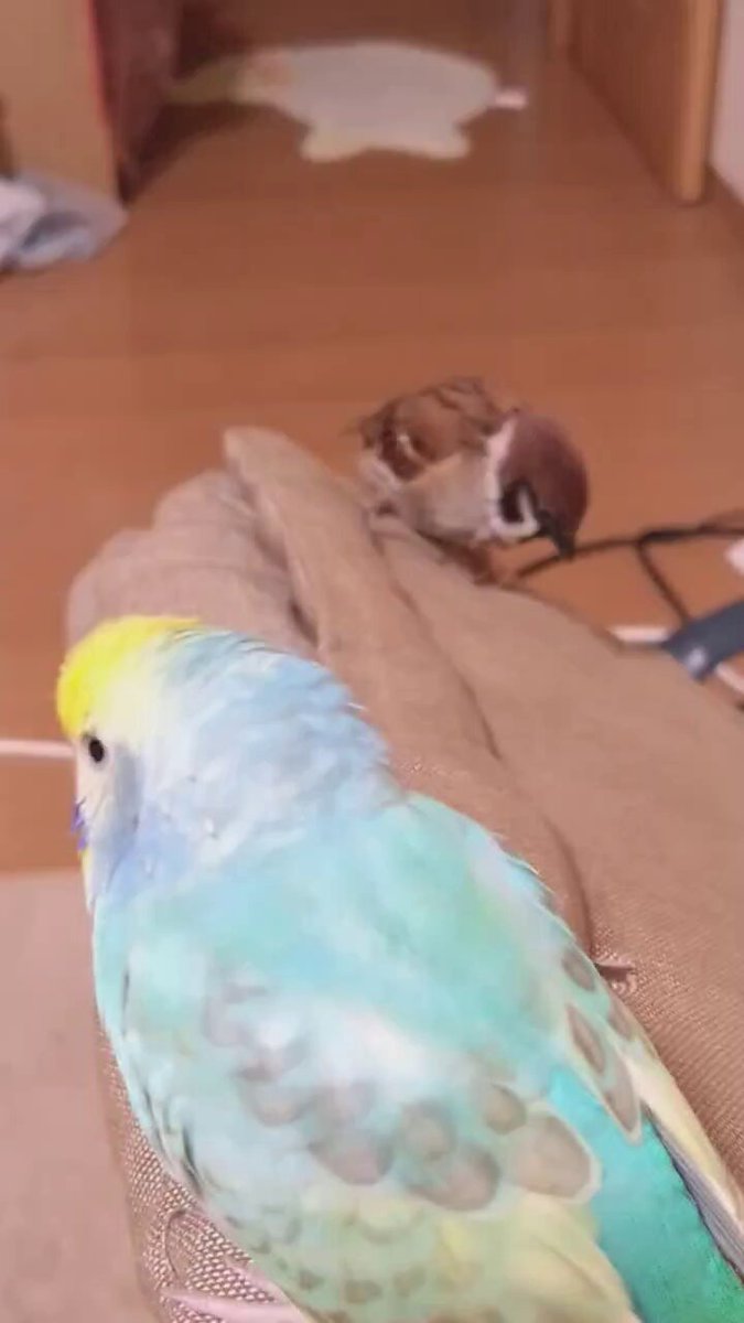 ちゅんページ ダジュール ペールトーン フラワー刺しゅう チュニック