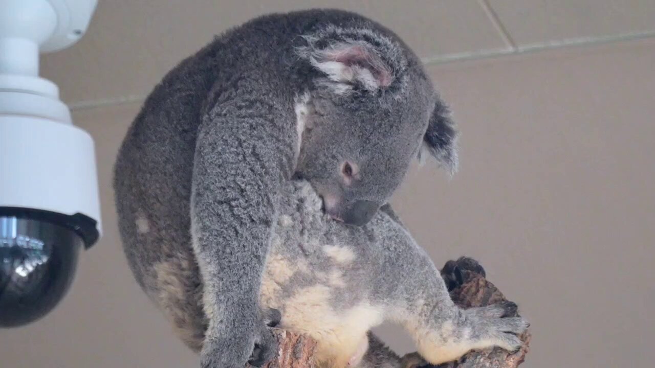 動物 すめし on X: 