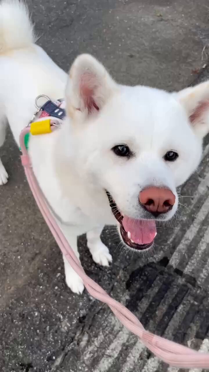 【世界にひとつ】一閑張り　赤　おめでたい　　カラフル　こま犬 🩵NEW🩵北海道限定バージョン ⁡ 北海道に新しい仲間が登場したよ