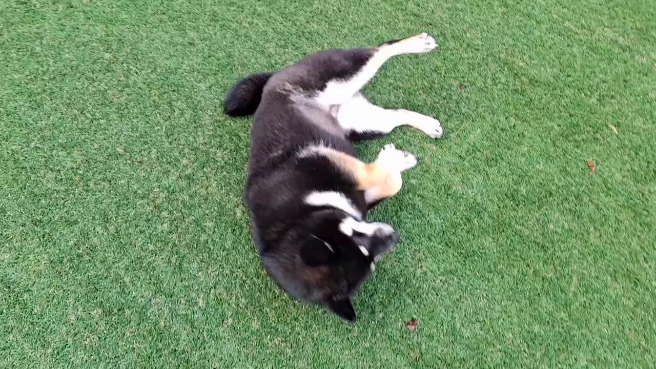黒柴あおい🐾 on X: 