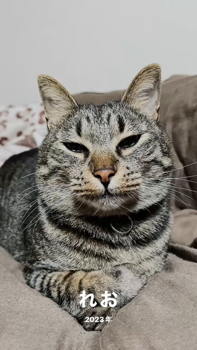 猫　優しいキジトラちゃん　額付　53cm×41cm chico＊ 羊毛フェルト 猫 ＊ キジトラちゃん ブローチ *・ ネコ