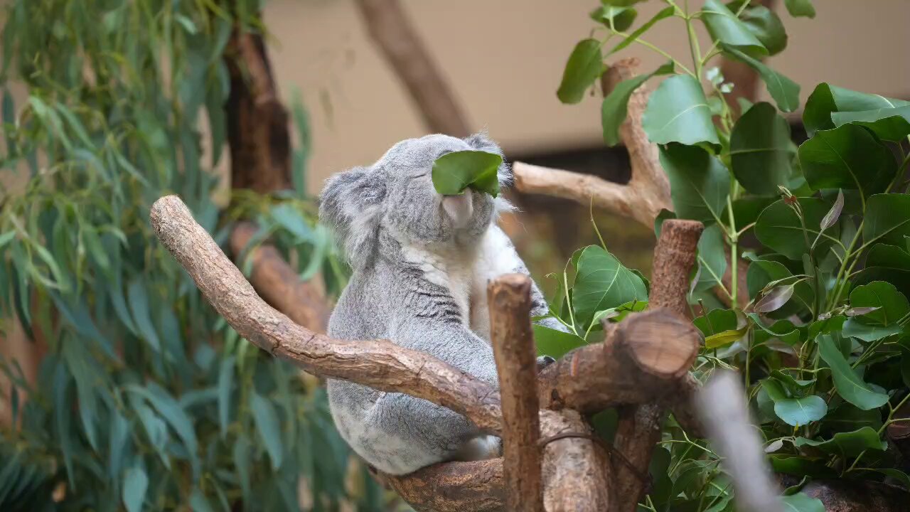 コアラ様♡専用 🐨やしじゅん🐨コアラー(2025もコアラ年) | ユーカリ交換やデェ