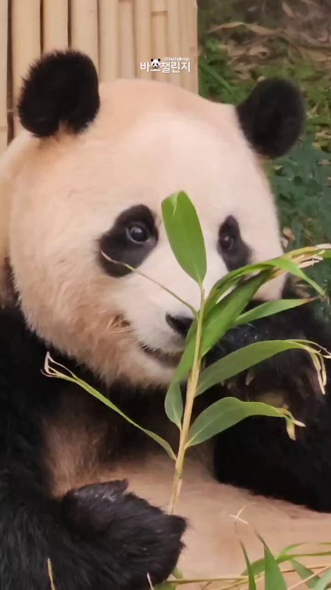 🇵🇭🧸🐼 ℡™ミスターパンダブーム玄笑顏无双凰战斗力仙