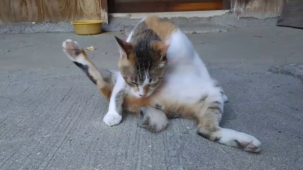 【猫猫ホッピー 様】 きっぷ on X: 