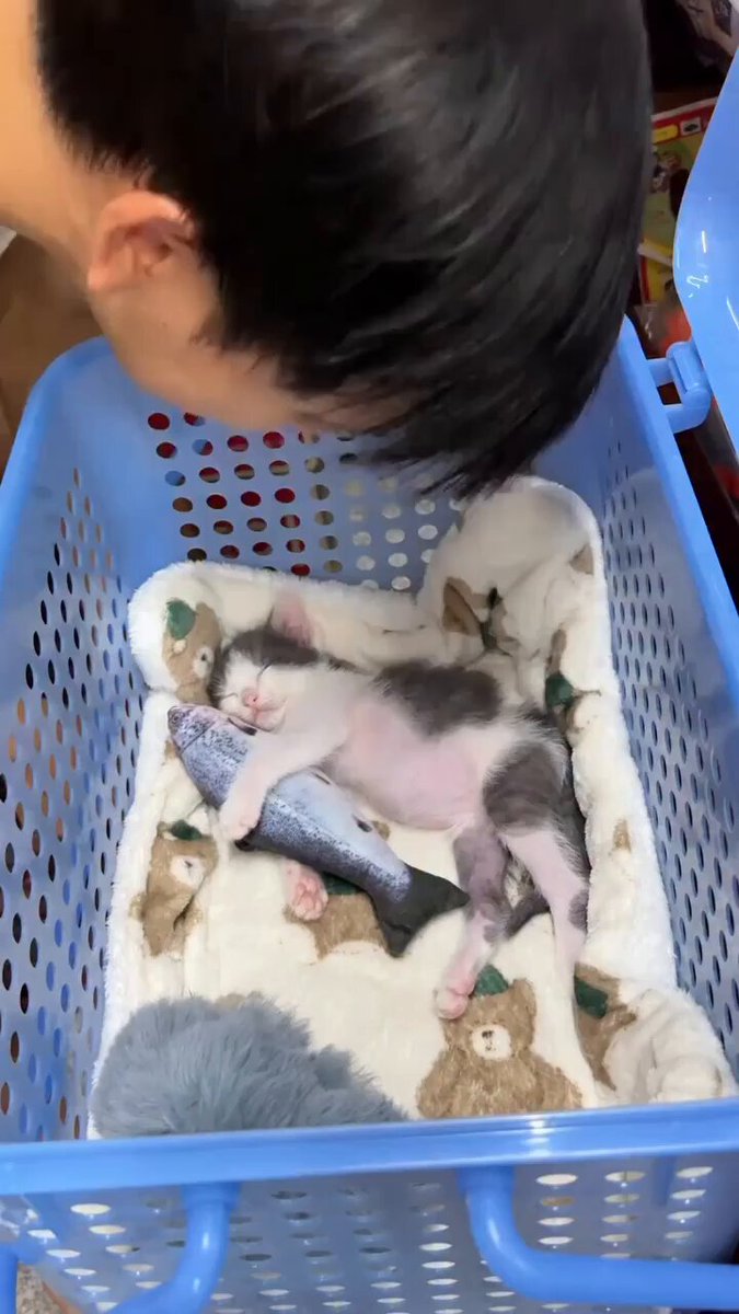 Yuyu19711 💗🐱Father of Two Gatos🐱💗 (@yuyu197100) / X