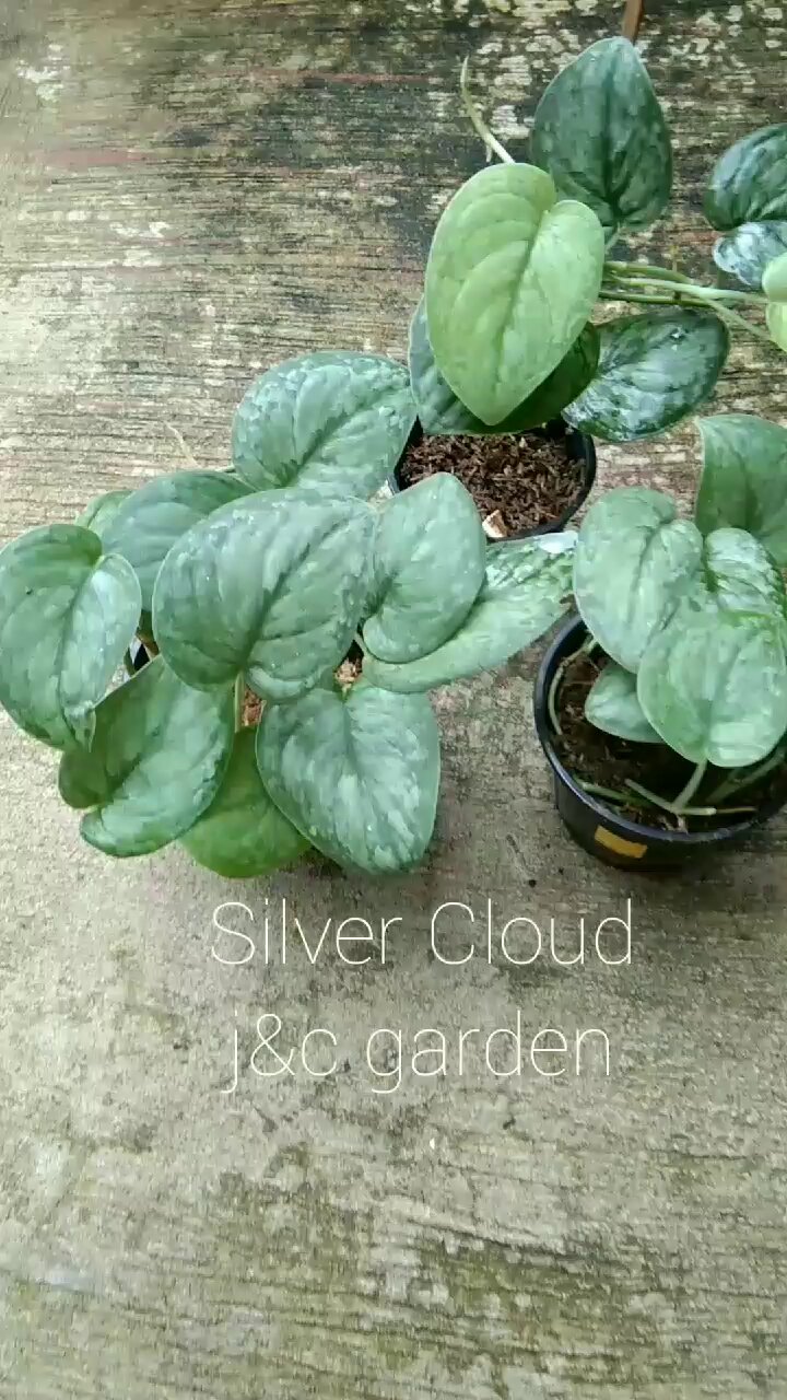 訳あり特価！　Scindapsus Yupa ② scindapsus – търсене / X