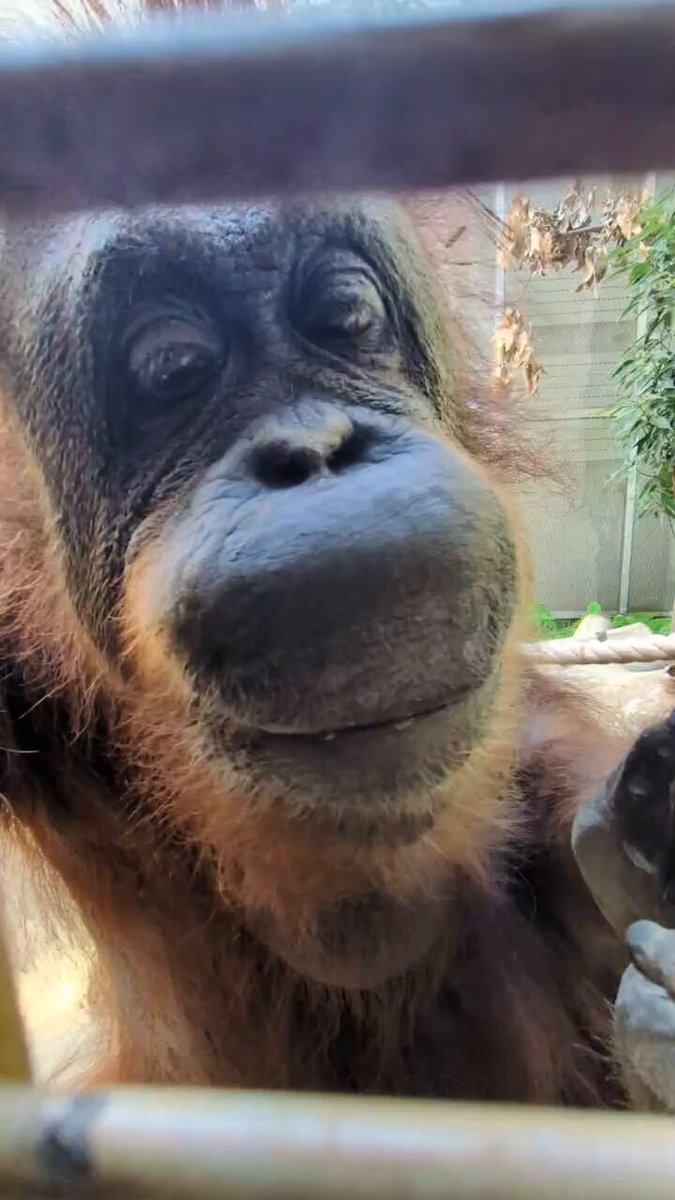 オランウータン☻ Orangutan/オランウータン - YouTube