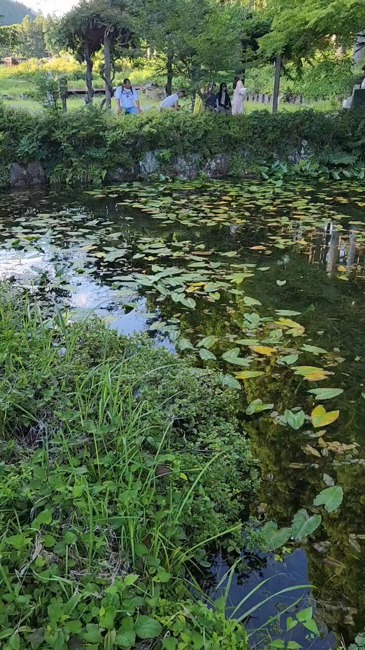 モネの池 金色の夢 日本風景 モネの池（岐阜） 300ピース【33-196】 | ビバリー
