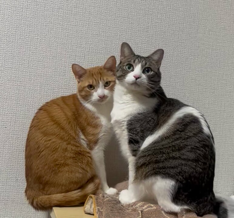 てんちゃん　キジ白、錆猫親子アクリル画2点 てんちゃん様専用 キジ白、錆猫親子アクリル画2点