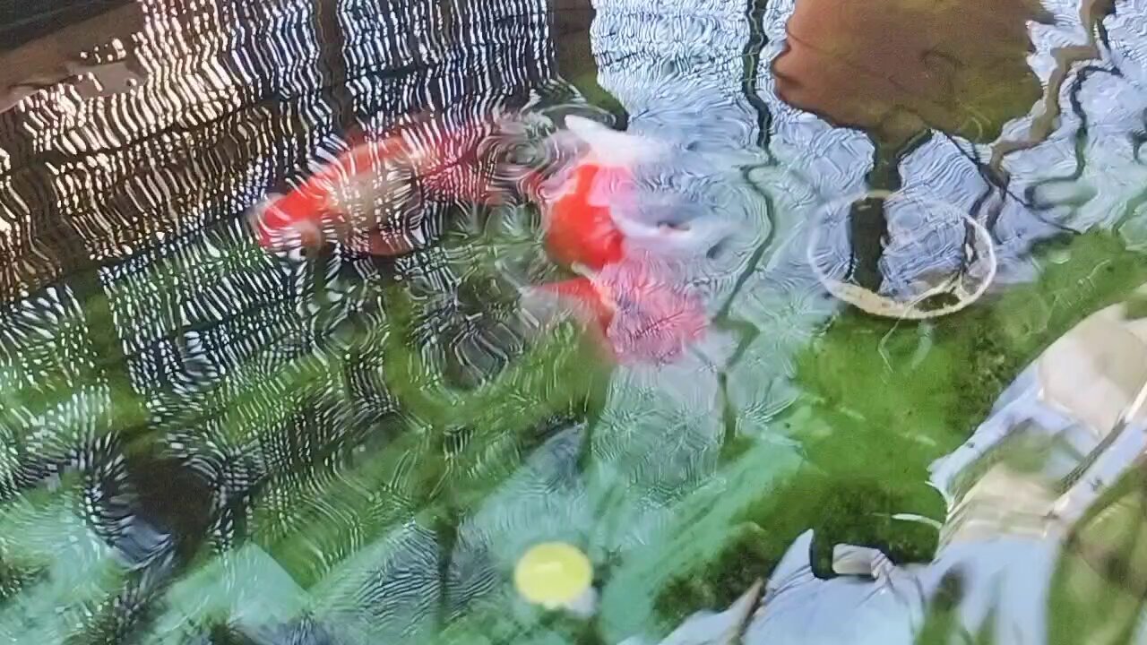 Posts with replies by hasa (@ankakeudon2) / X