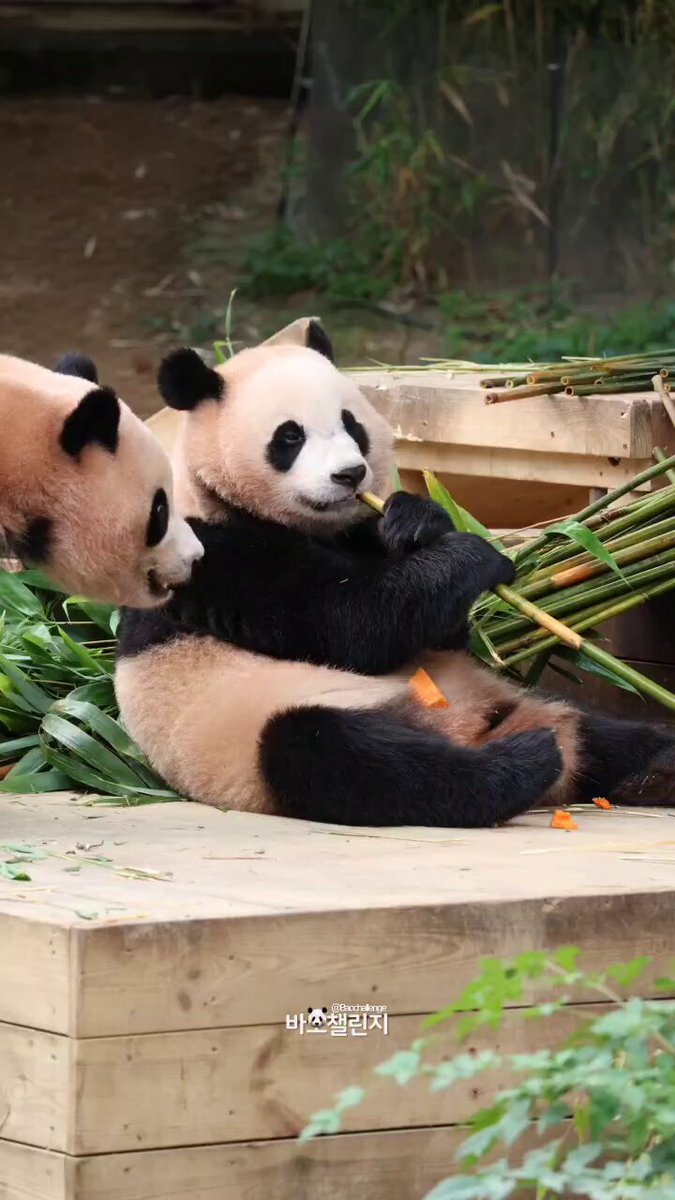 🇵🇭🧸🐼 ℡™ミスターパンダブーム玄笑顏无双凰战斗力仙