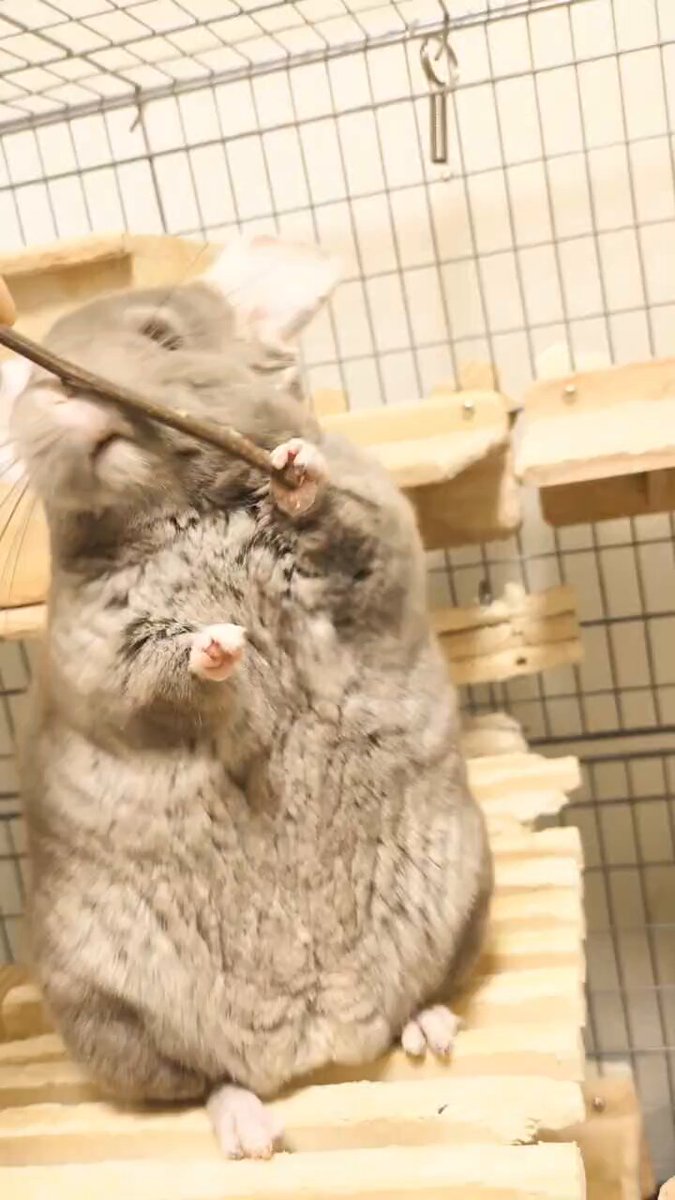 チンチラ様ご確認です。 楽天市場】涼感キューブ L/小動物用アルミ製ハウス ひんやり 暑