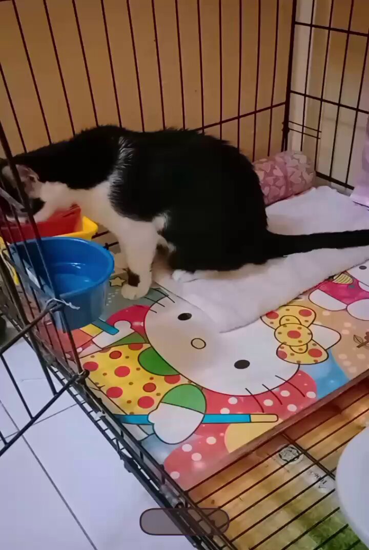 Neko - Search / X