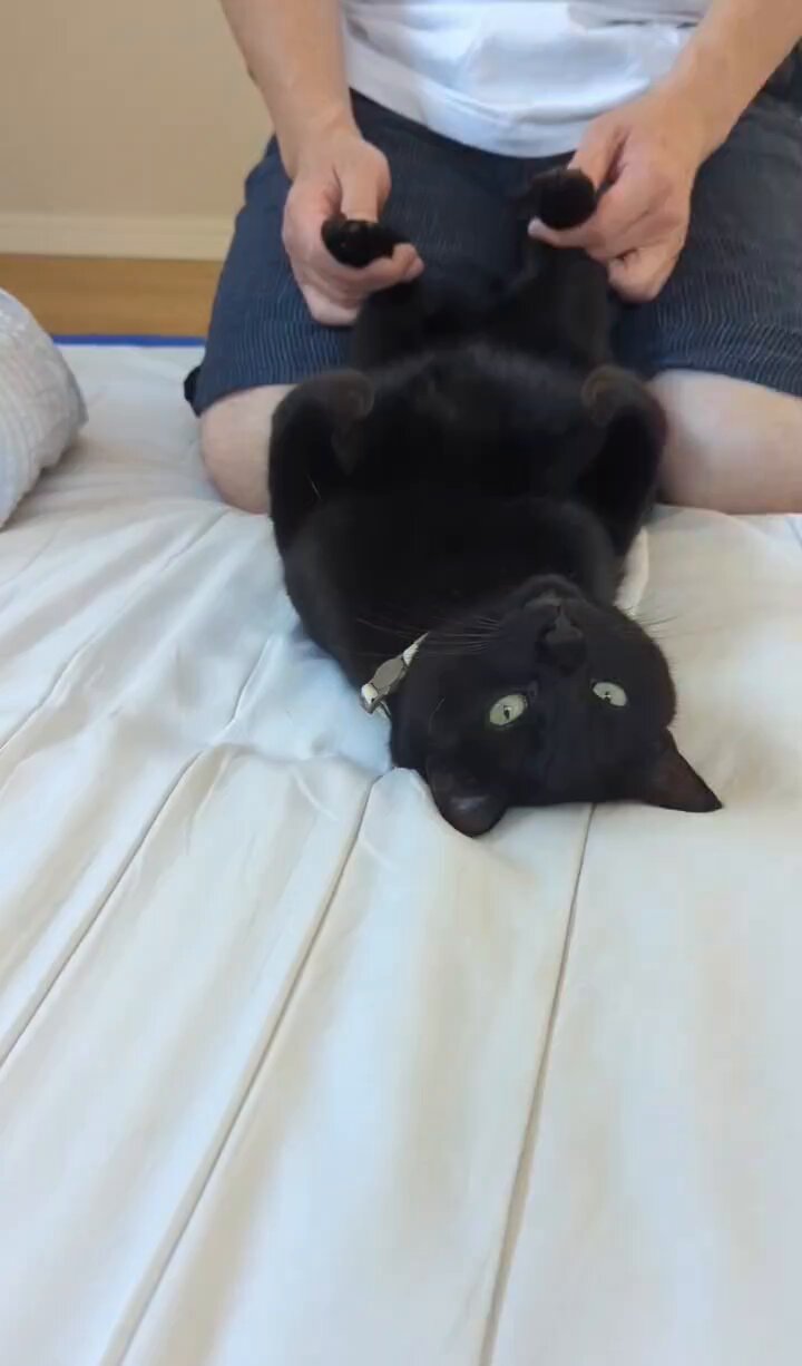 食べちゃう(黒猫) 黒猫 - Search / X