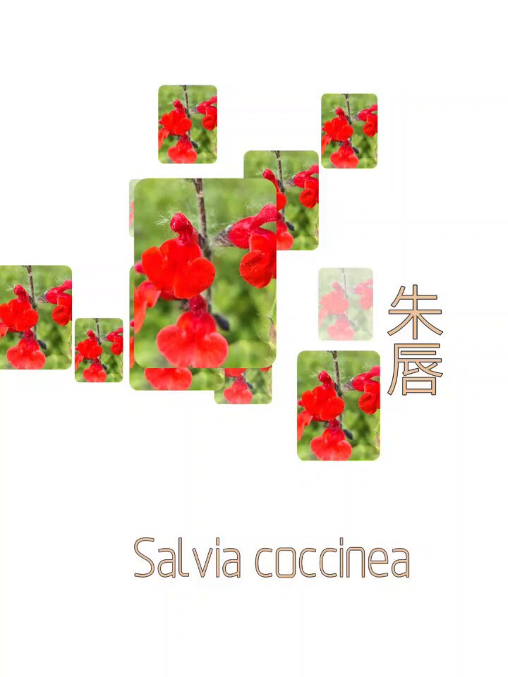 花错图- Cerca / X