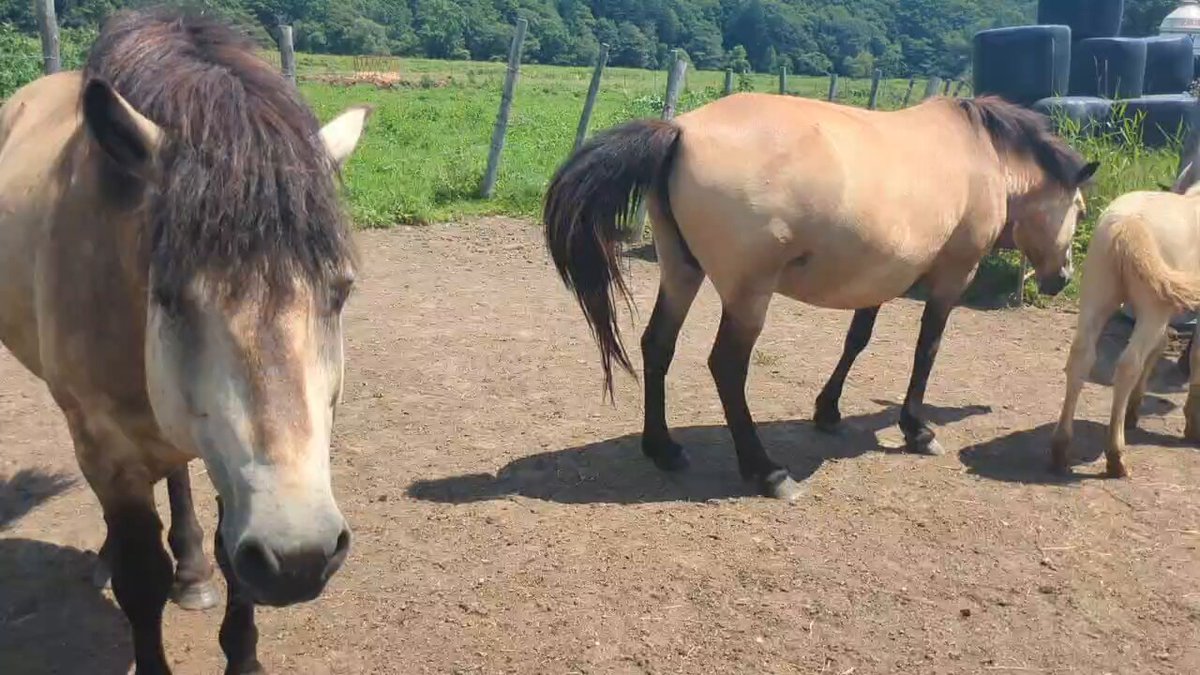 牧場ウマウマ 🐴佐藤ぽに～牧場🐃 on X: 