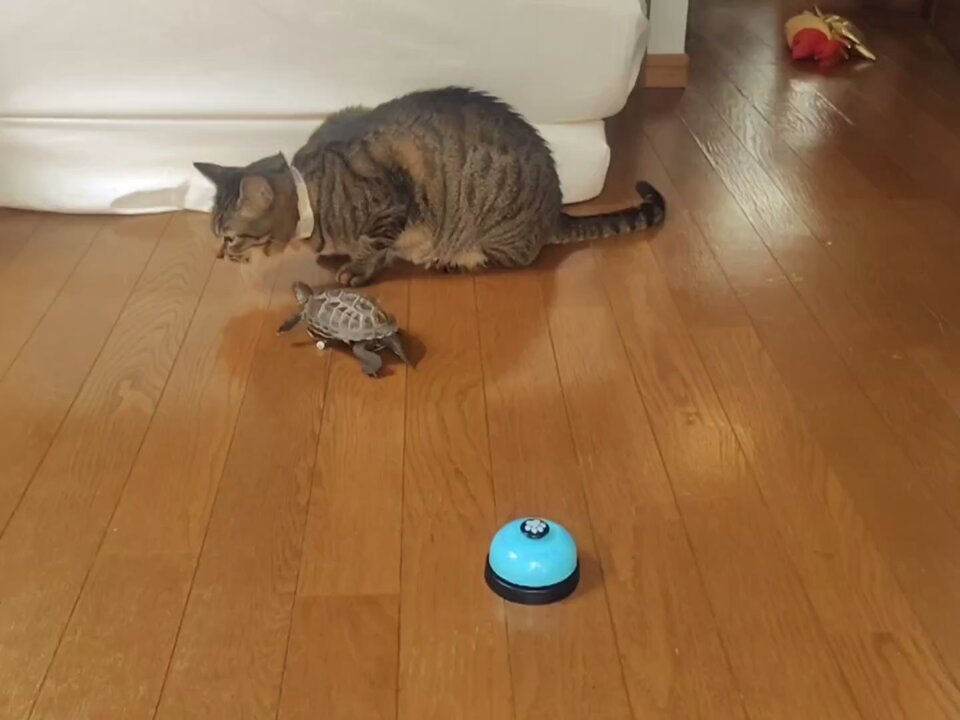 はなねこ pro_catharness_2205.jpg
