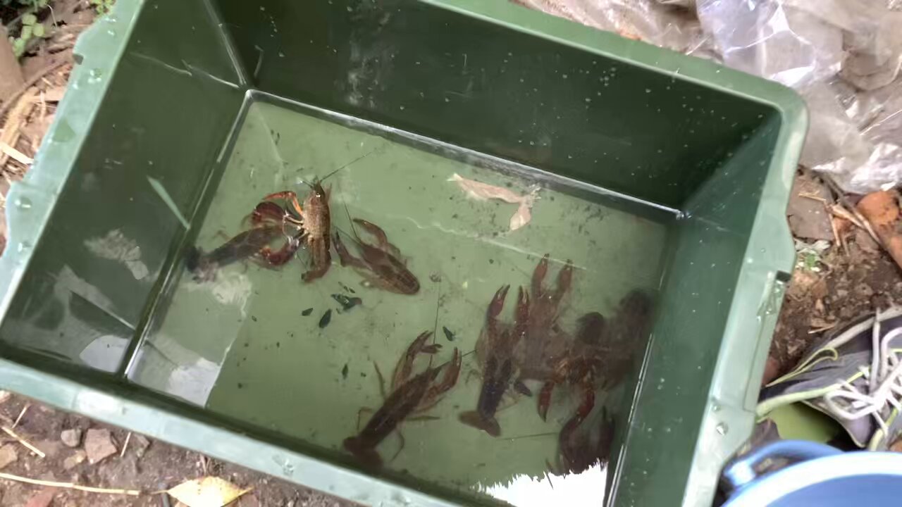 ザリガニ🦞 - البحث / X