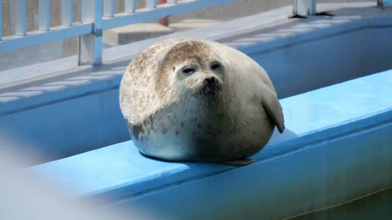 アザラシ  🦭 ワモンアザラシ よう仔（2025.3.21生）とようちゃん とっかり