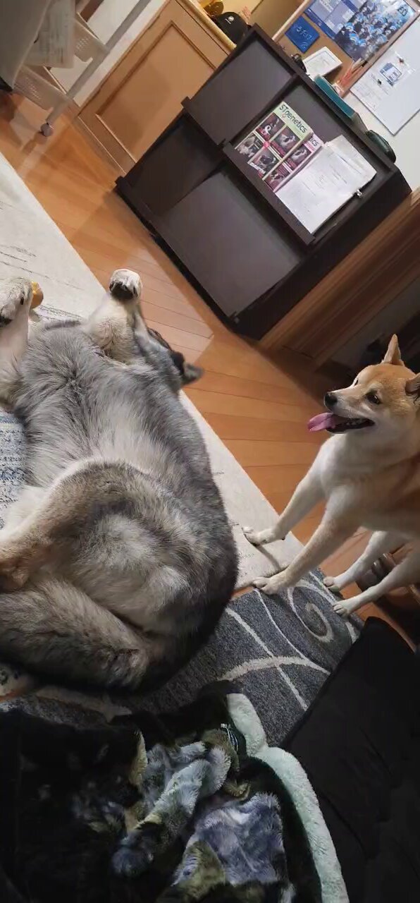 Kurt Meyer Fluweh 犬と蜂 ʟ ɪ s ᴀ (@mi_di_0815) / X