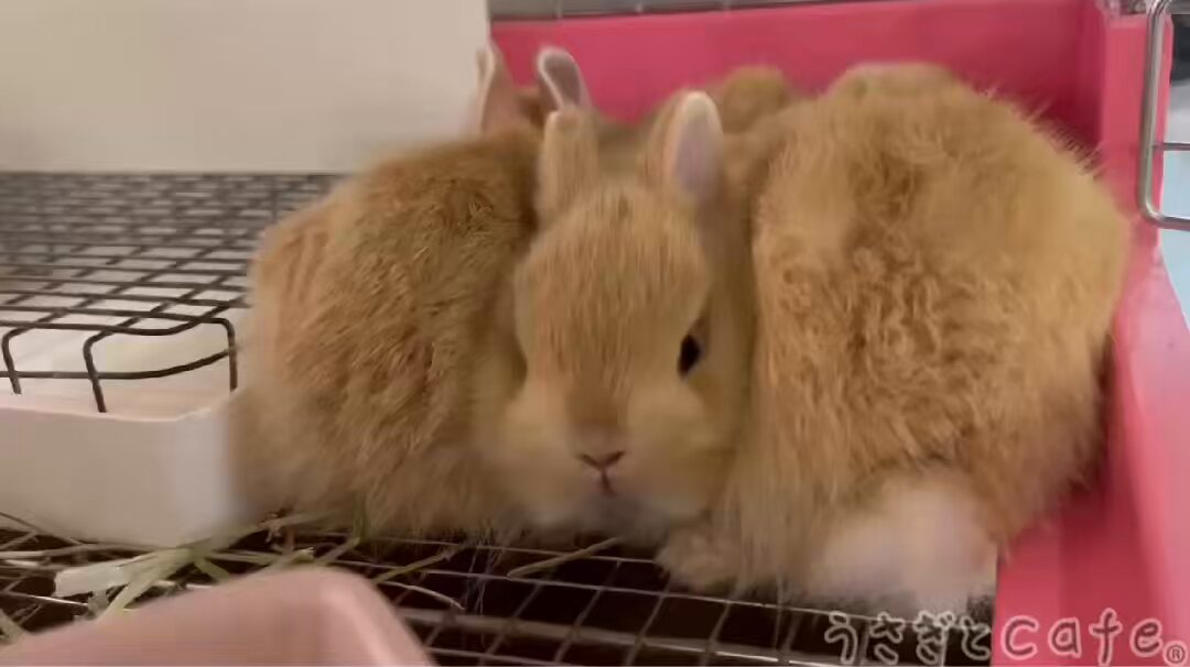 うさぎとCafe🐰うさぎカフェ on X: 