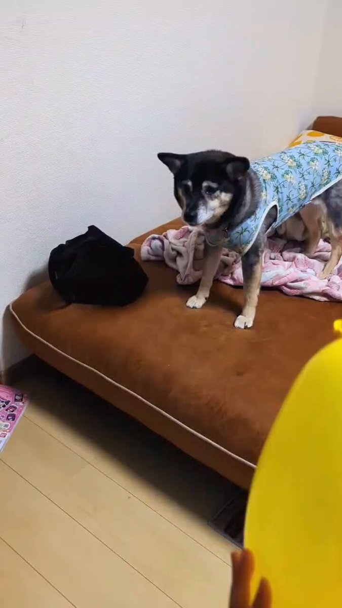 犬好き〜 - Cerca / X