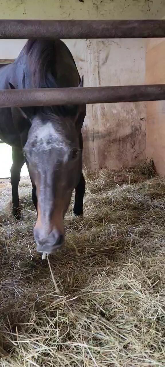牧場ウマウマ 牧場の引退競走馬たちをご紹介📣 ※差し入れで葉付きにんじんを