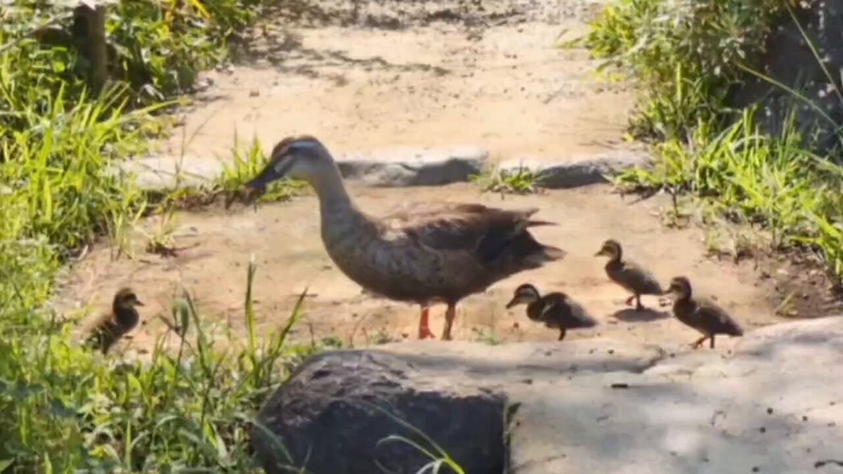 カルガモの親子