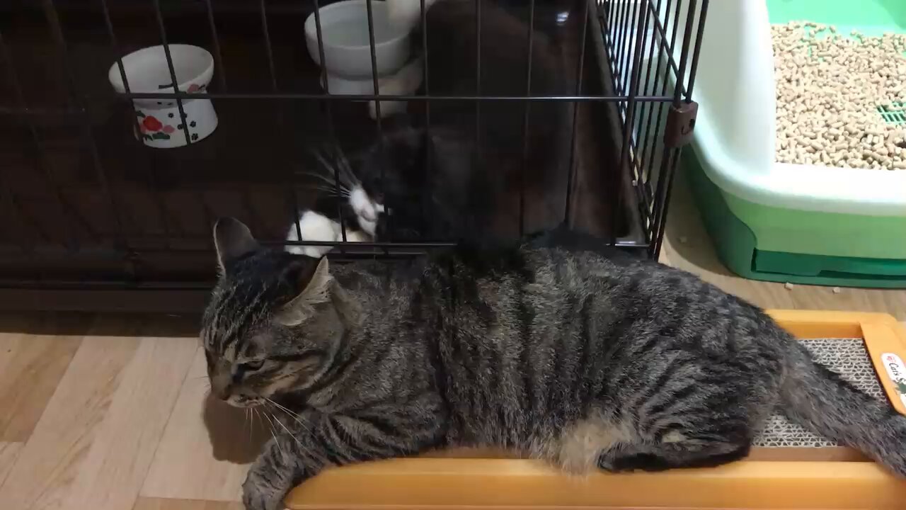 きじとら きじとらねこ64 (@Kijitoraneko64) / X