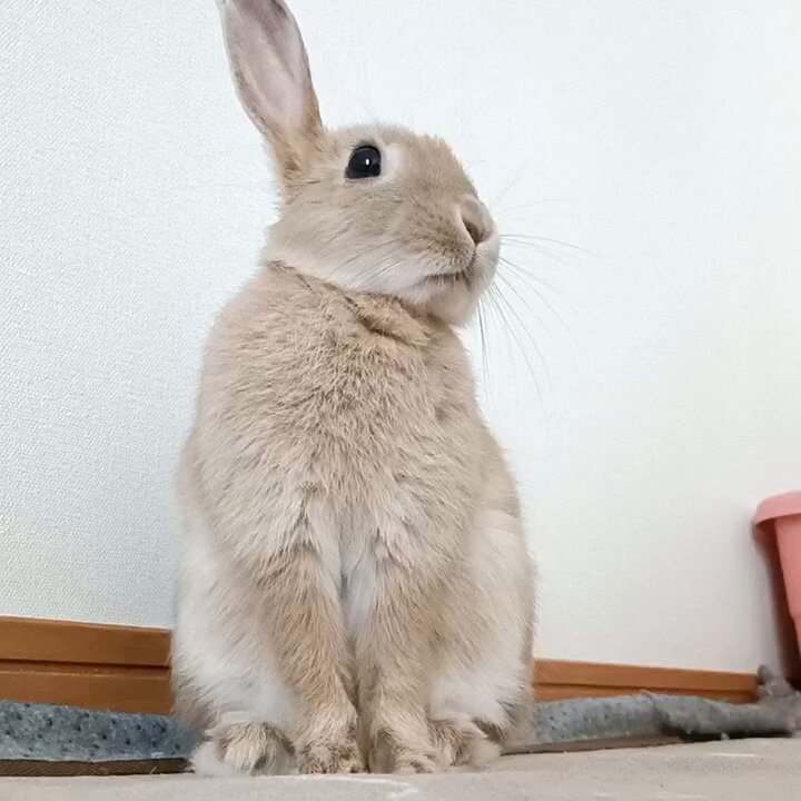 うさうさ on X: 