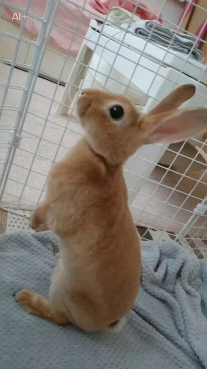 くまʕ。•ﻌ•。ʔꔛᰔᩚ。様✩.*˚ 心花 on X: 