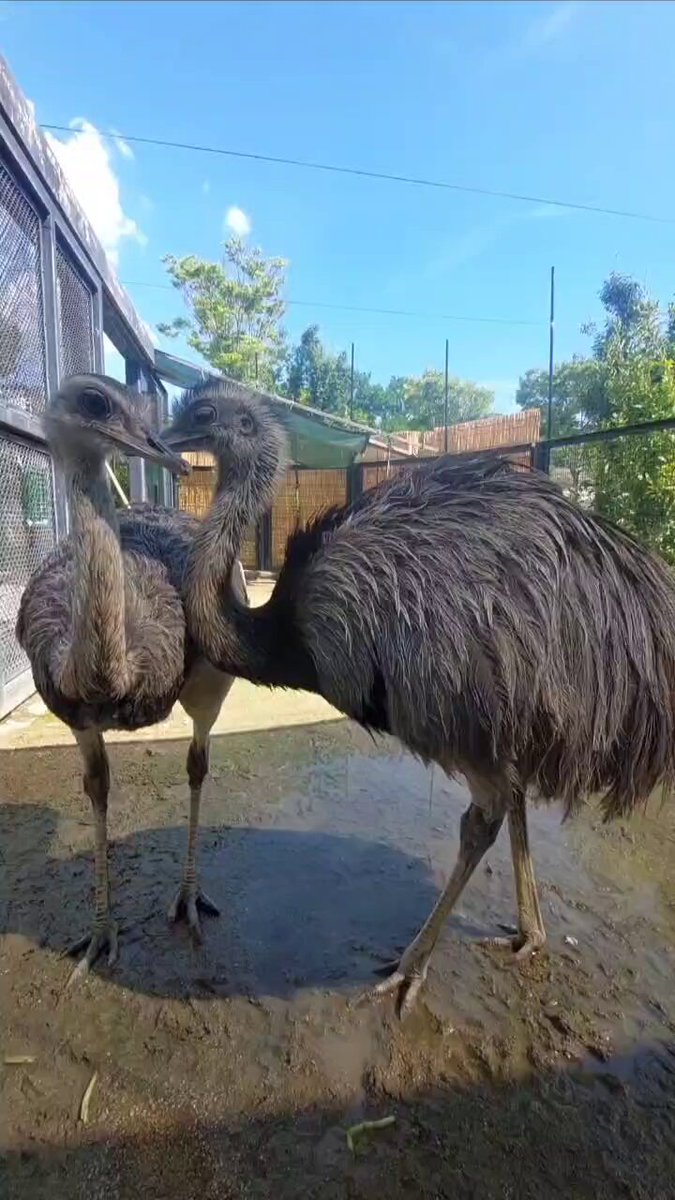 福山市立動物園[公式] on X: 
