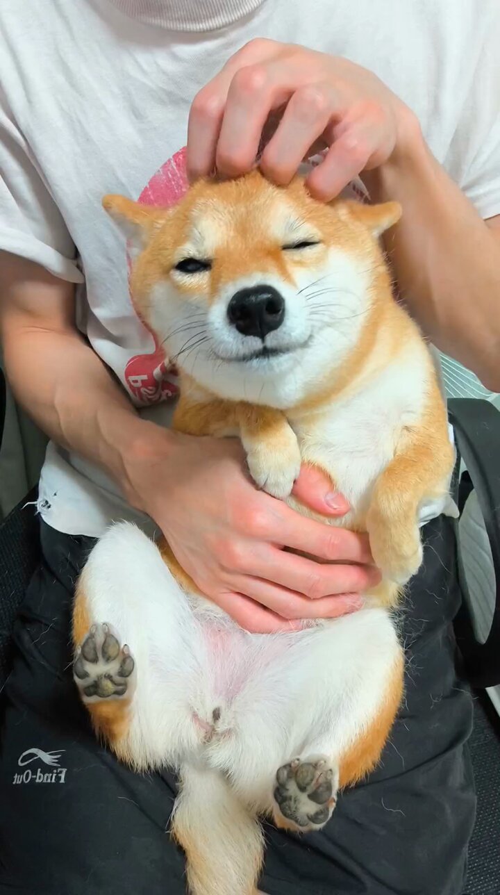 ♡ 豆柴 様、専用♡※他の方はご遠慮ください‼️ 豆柴桜庵 | 🌸7/26（土曜日）豆柴譲渡会を開催します！ハイ