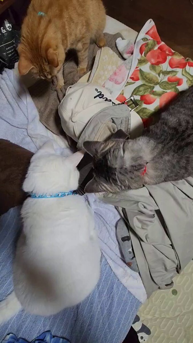 白猫コメントください るかくらさん | 🐾 あくしゅ…する？ ・ ロングなおててを誇らし