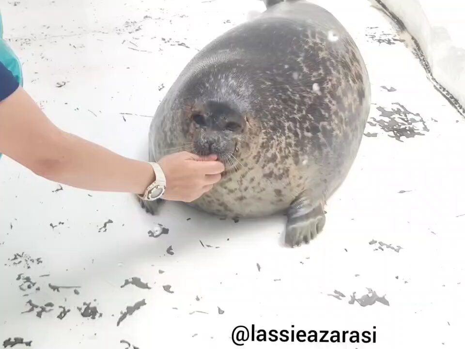☆天然石☆アラカルト☆セット☆ユキンコちゃん☆ ラッシー lassie on X: 