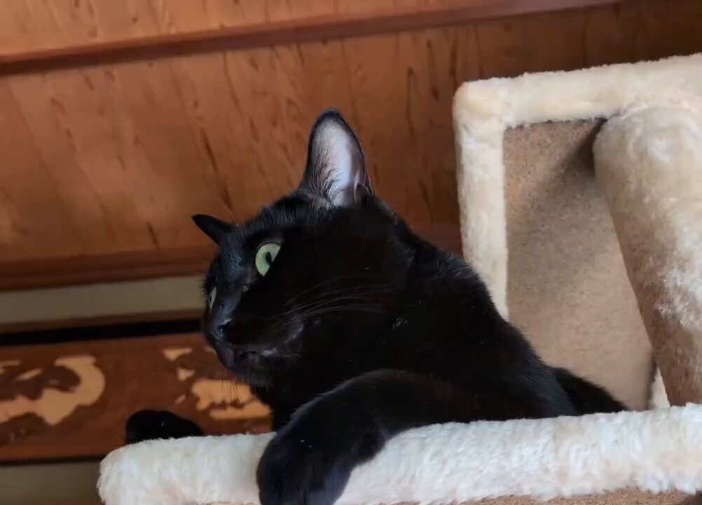 ♡♡くろねこページ♡♡ くろねこ🐾ねこし on X: 