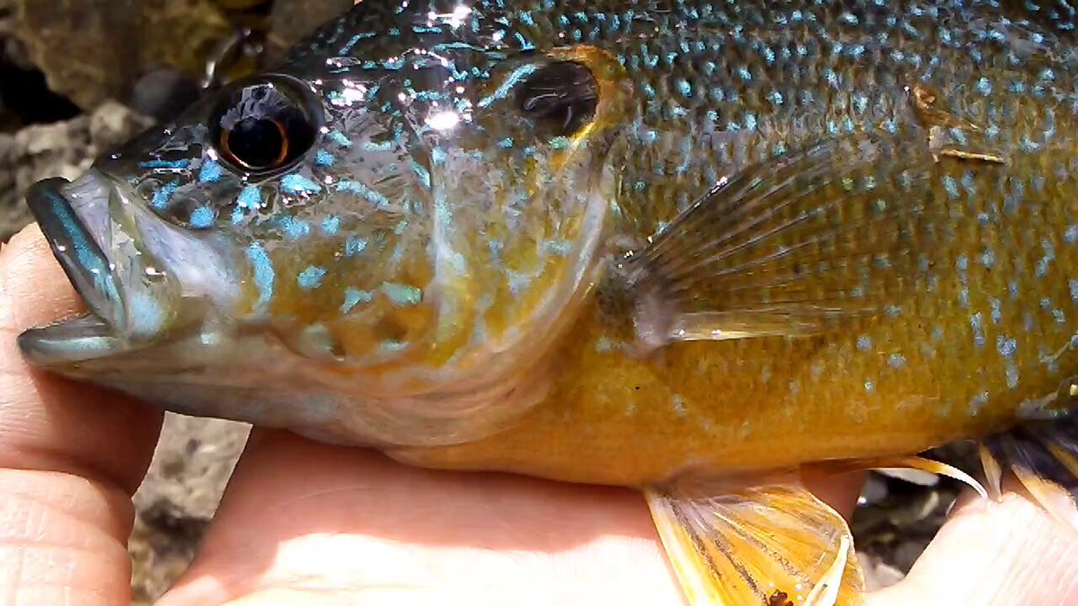 Texas Bank Fisherman 🇨🇱 (@TexasBankFish1) / X