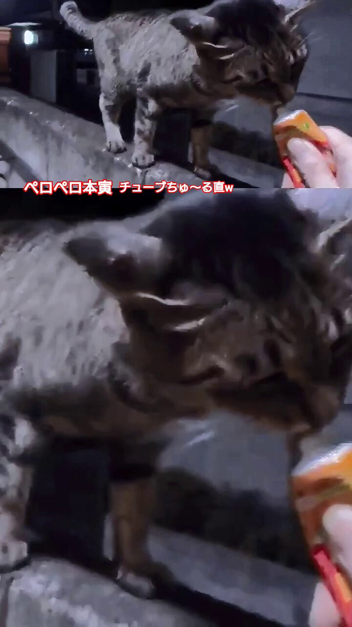 ノヴ ストイコヴィッチ on X: 