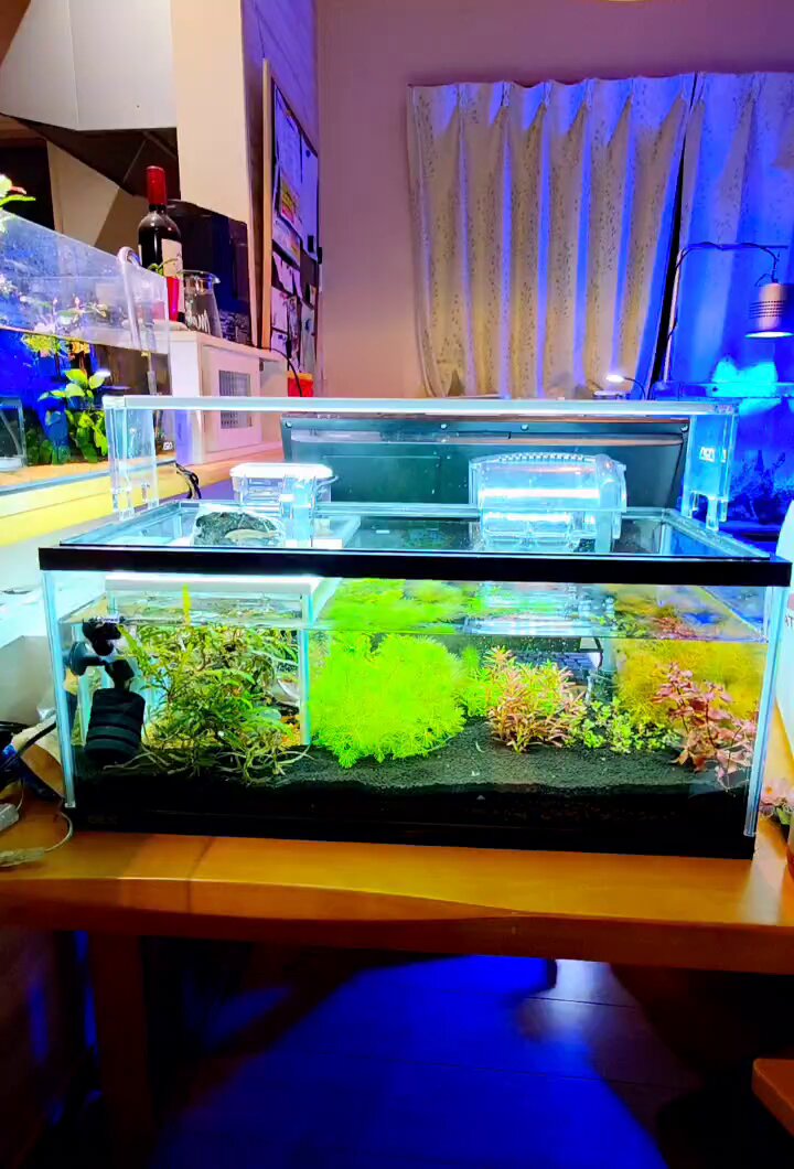 水草　トランパーさん専用 chanet_55901