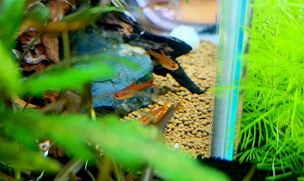 【水草コメント・リクエスト専用ページ】 ☆水草 リクエスト専用ページ☆オンライン ショップ