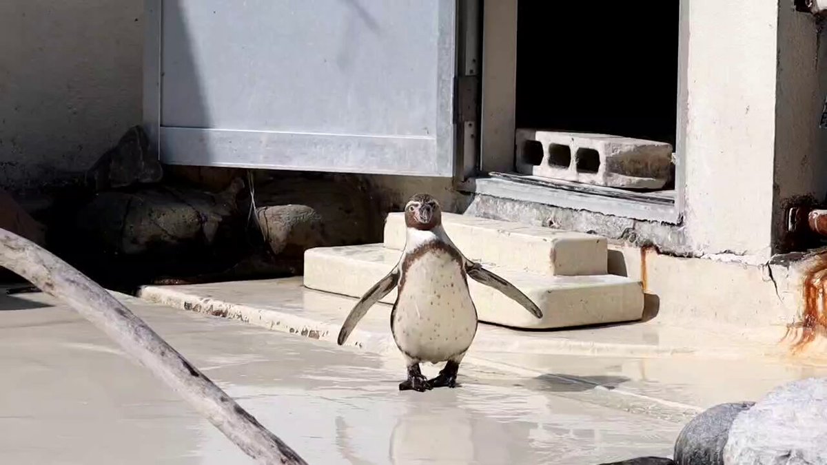 Friendswithyou ペンギン ペンギンさんも完成🐧❤️ ブログから行くとフリーで手に入れ