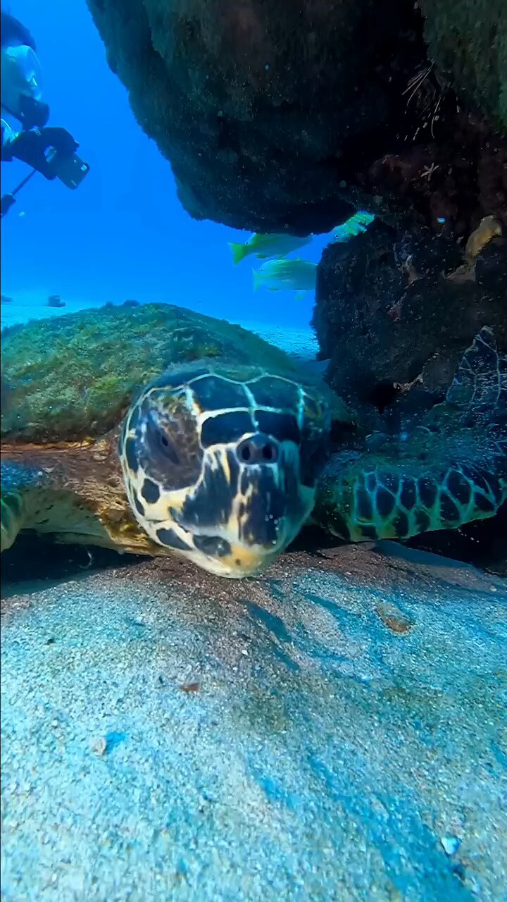 うみがめ！ プールや緑海亀の赤い海マルサアラム - ウミガメのストック