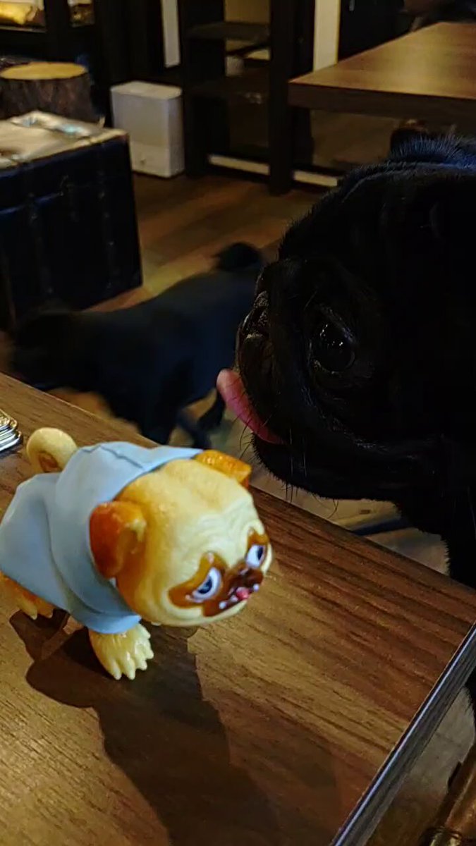 あきぱぐ PUGJYU パグ獣　３体セット パグ獣 あきぱぐ パグ獣 PUGJYU シカフェス ソフビ