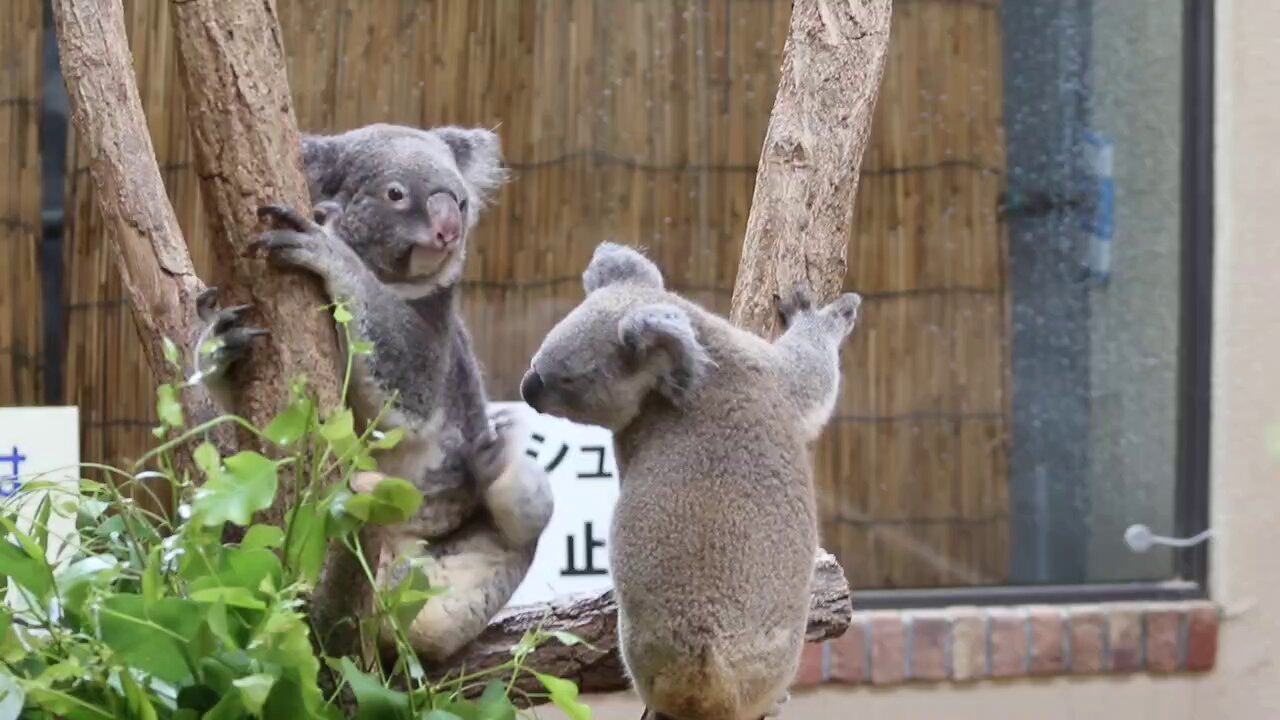 デハラユキノリ　ABOUT ANIMALS  コアラおばさん　おまけ付き デハラユキノリ ABOUT ANIMALS コアラおばさん おまけ付き Yahoo