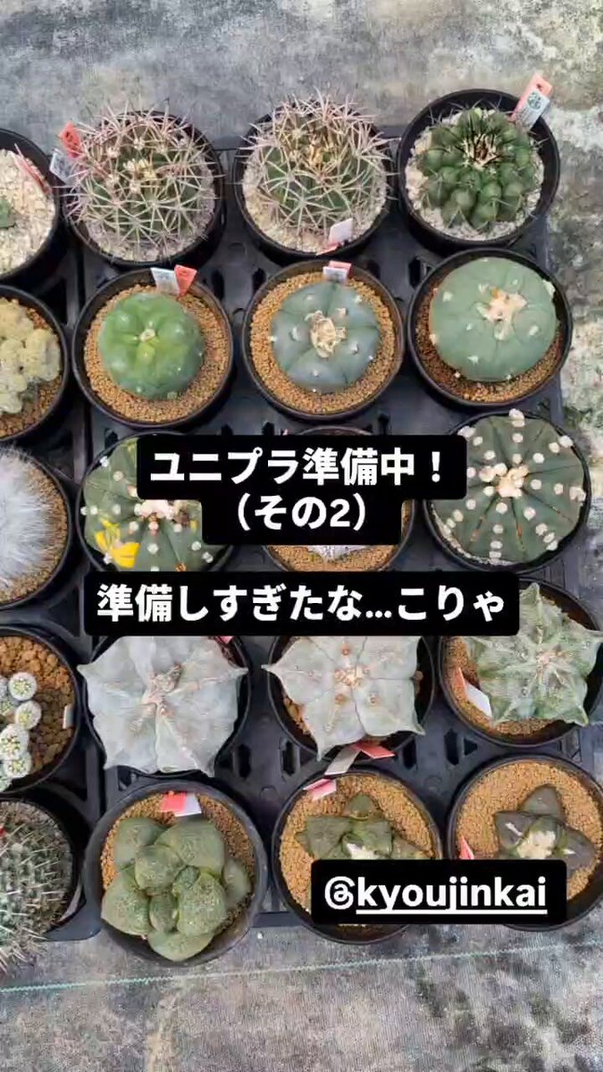 さぼてんページ 59793-1SS_1024x1024.jpg?v=