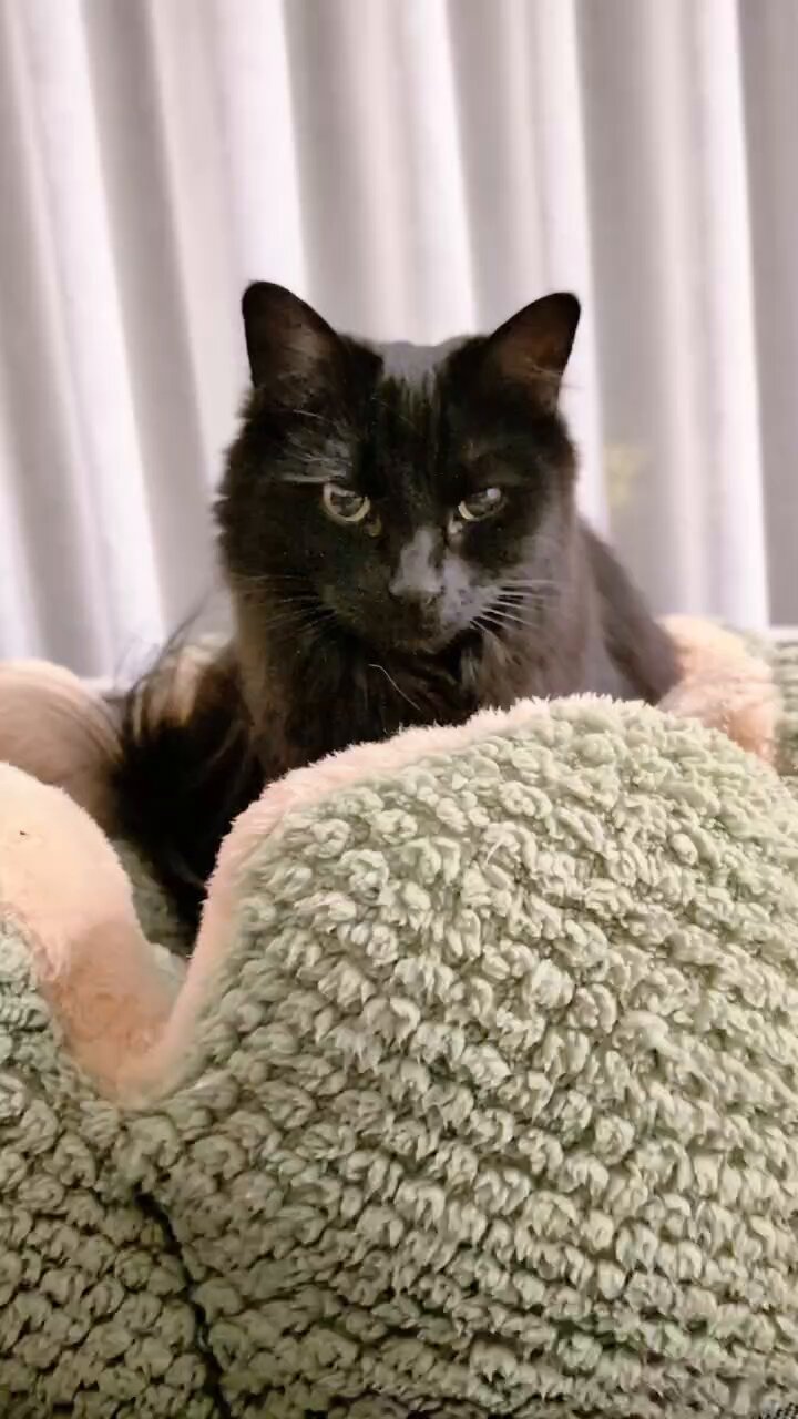 黒いペア猫と鳥のセット 鳥猫 on X: 