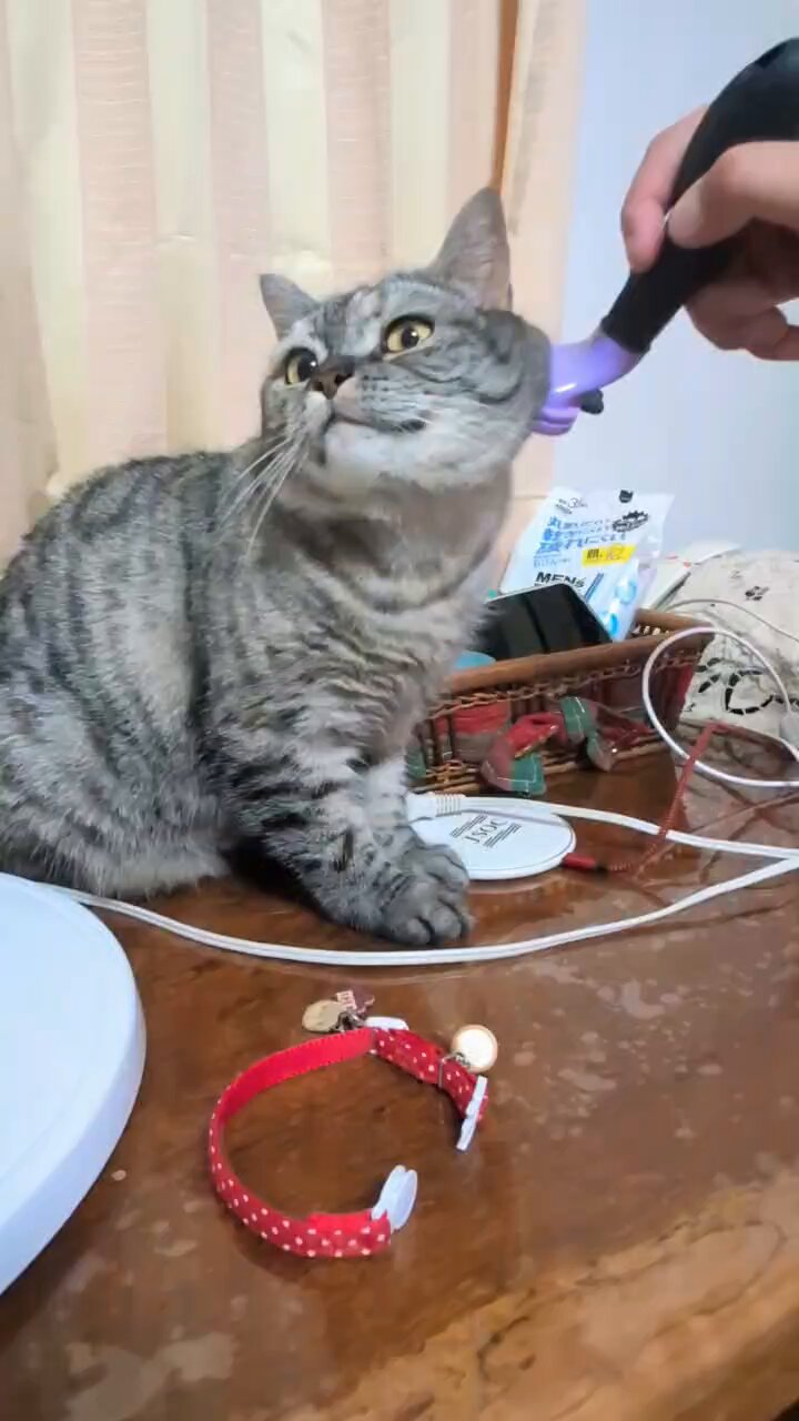 ねこさん⚡(ΦωΦ) on X: 