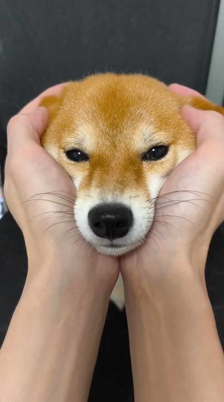 胃腸が弱い豆柴7点 Scream warning] Please! don't cry! My heart hurts - YouTube